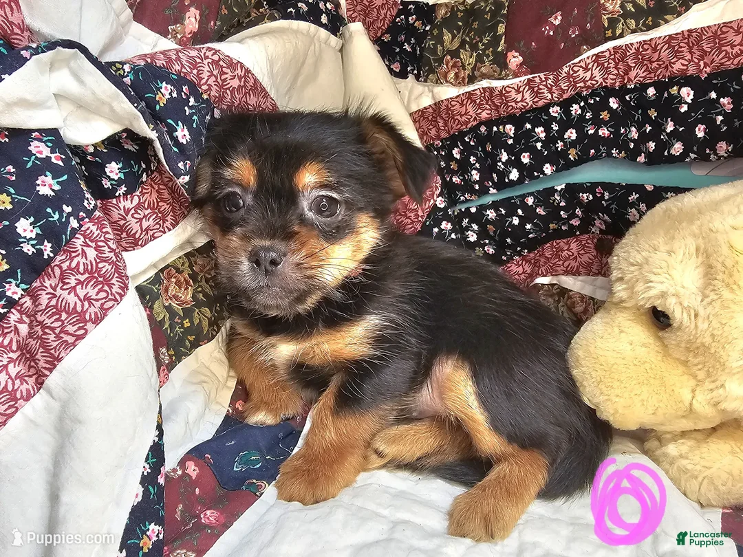 Mixed Breed dogs for sale: Glenna [Peke + Yorkie] - Ad 2