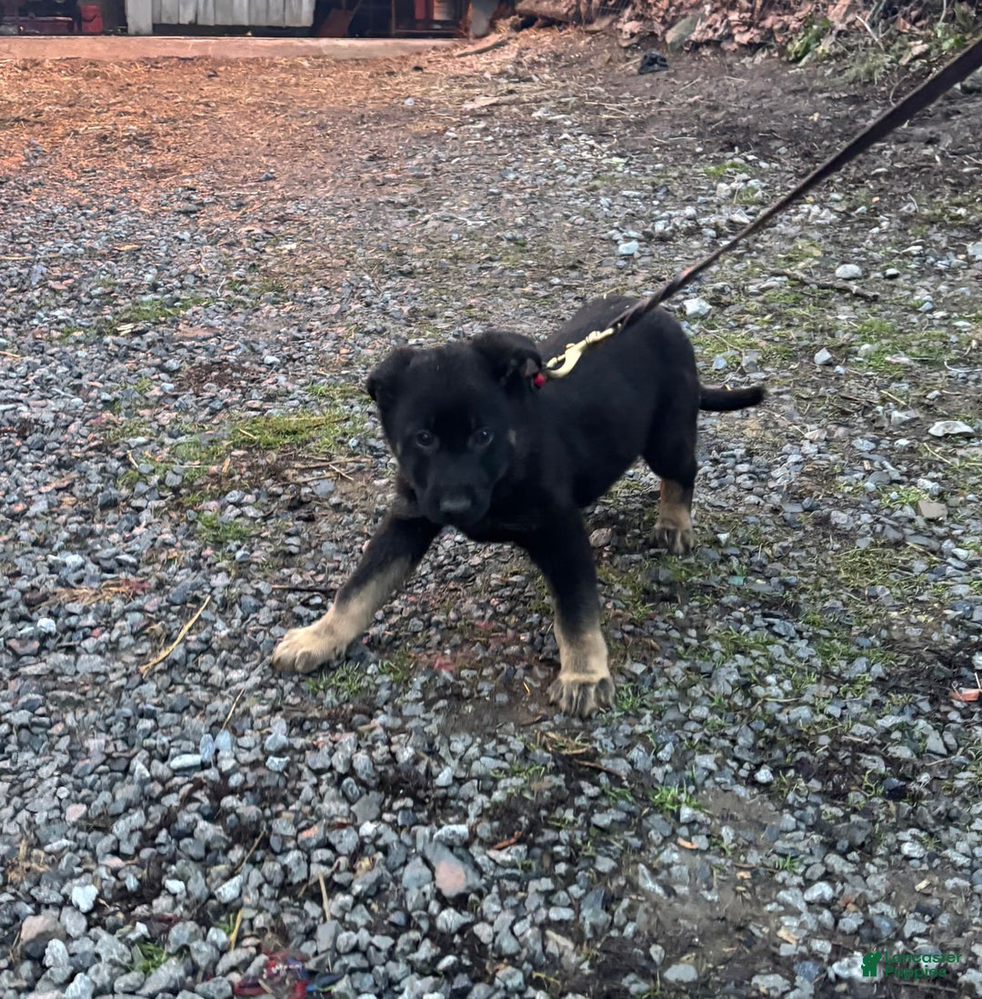 German Shepherd dogs for sale: Rocky - Ad 3