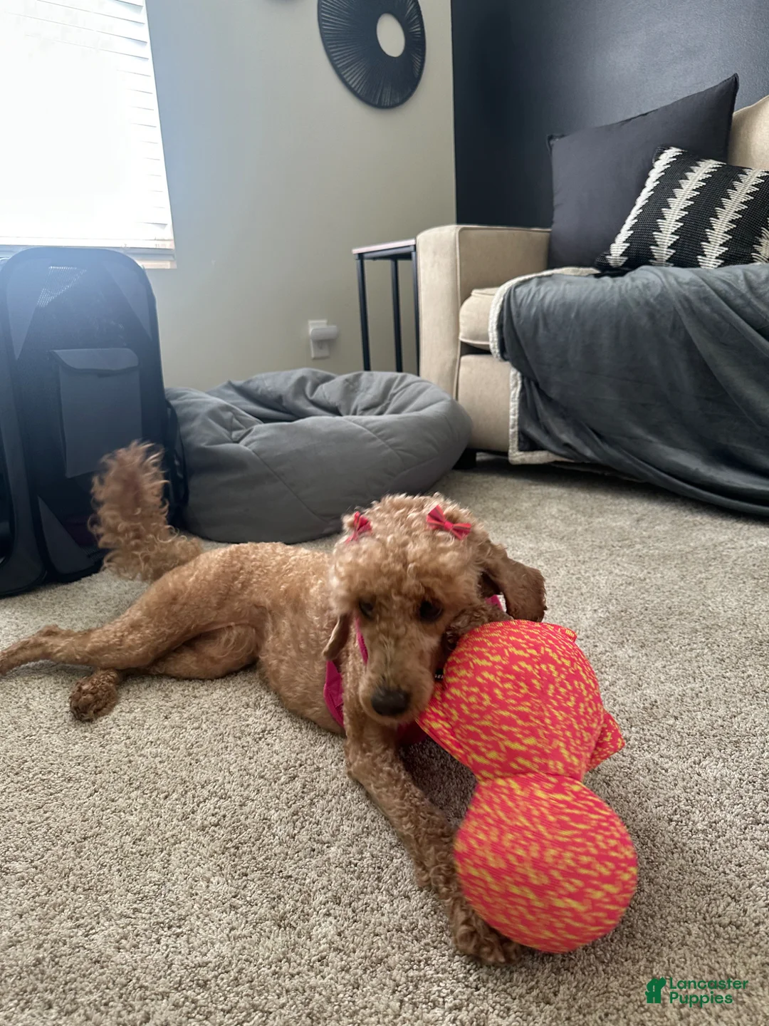 Mini Goldendoodle dogs for sale: Winnie the Mini Goldendoodle  - Ad 9