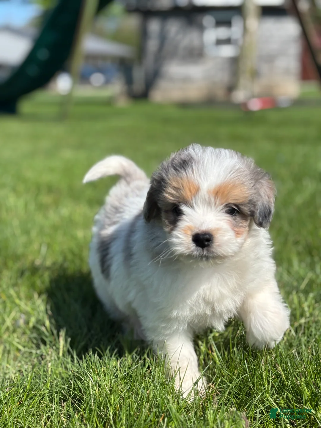 Mixed Breed dogs for sale: Mark - Ad 3