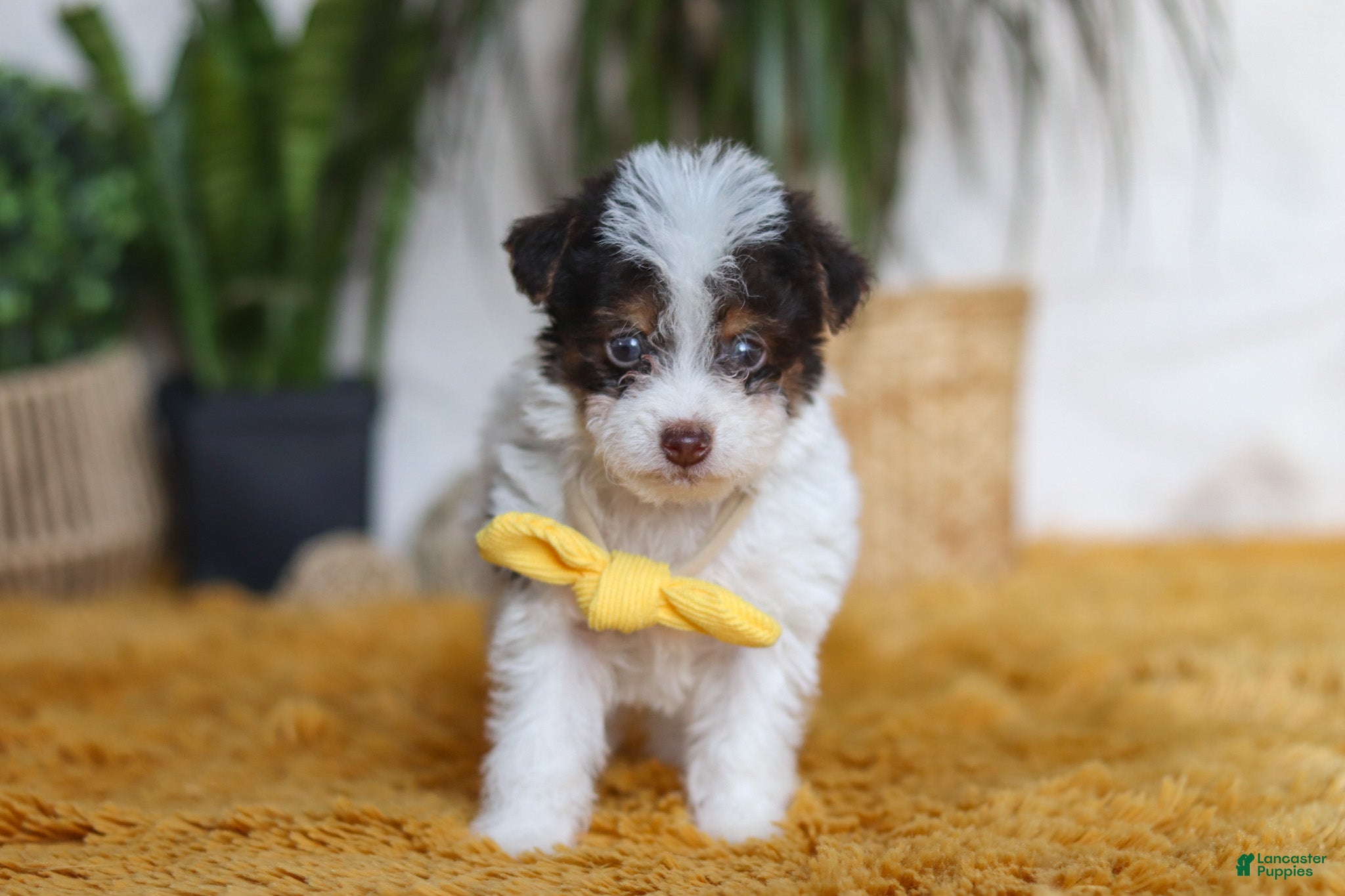 Yorkiepoo dogs Rocco - Ad 1