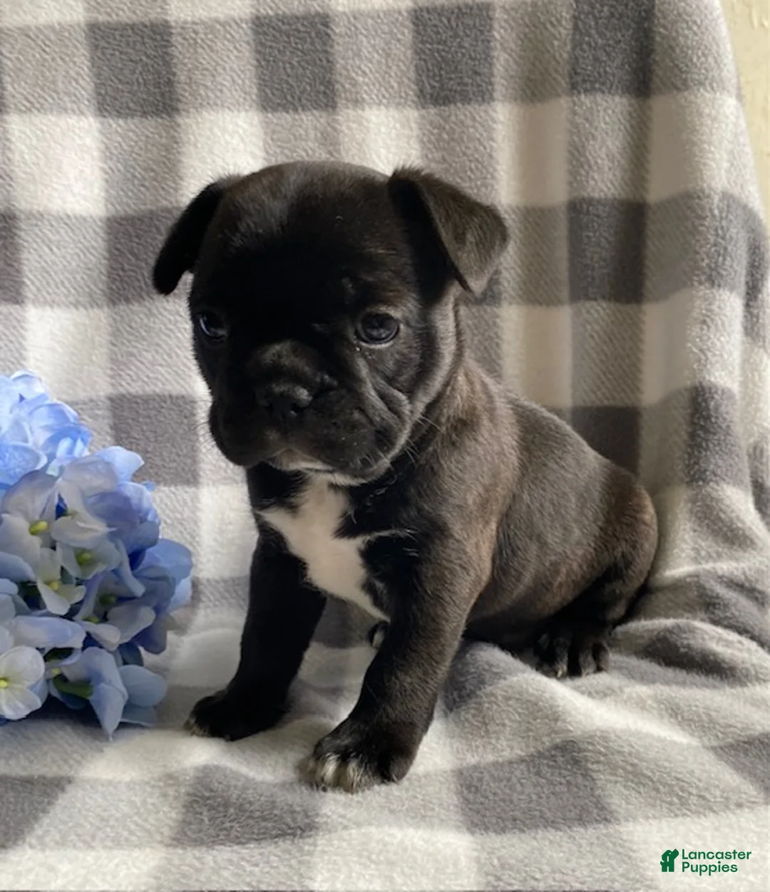 Frenchton dogs for sale: River - Ad 2