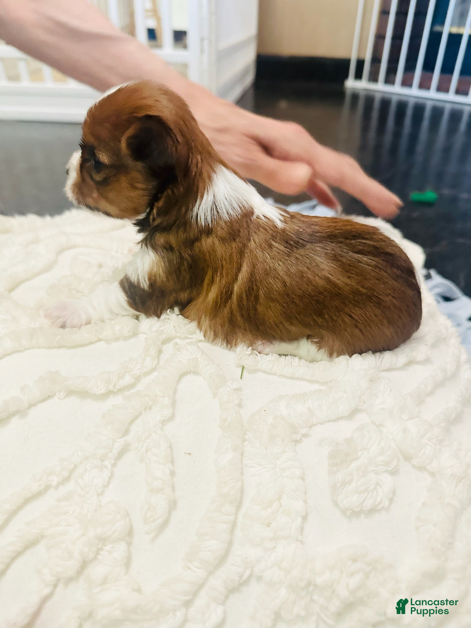 Mixed Breed dogs Girl - Ad 1