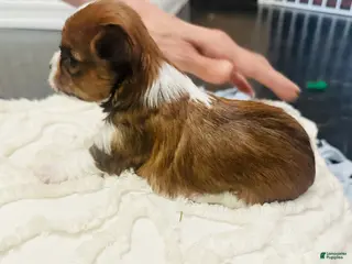 Mixed Breed dogs for sale: Girl - Ad 4