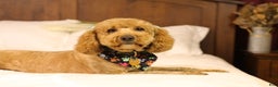 Goldendoodle dogs for sale: Twinkle - Ad 5