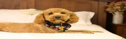 Goldendoodle dogs for sale: Ralphie - Ad 14