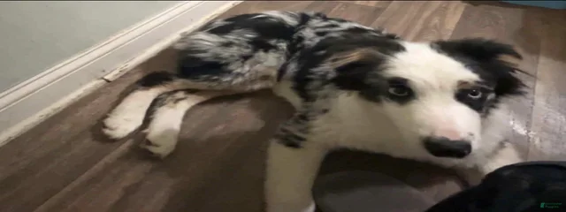 Remi
