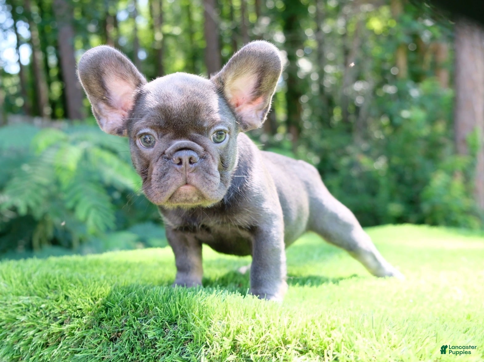 French Bulldog dogs French Bulldog 2 - Ad 1