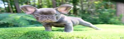 French Bulldog dogs for sale: French Bulldog 2 - Ad 20
