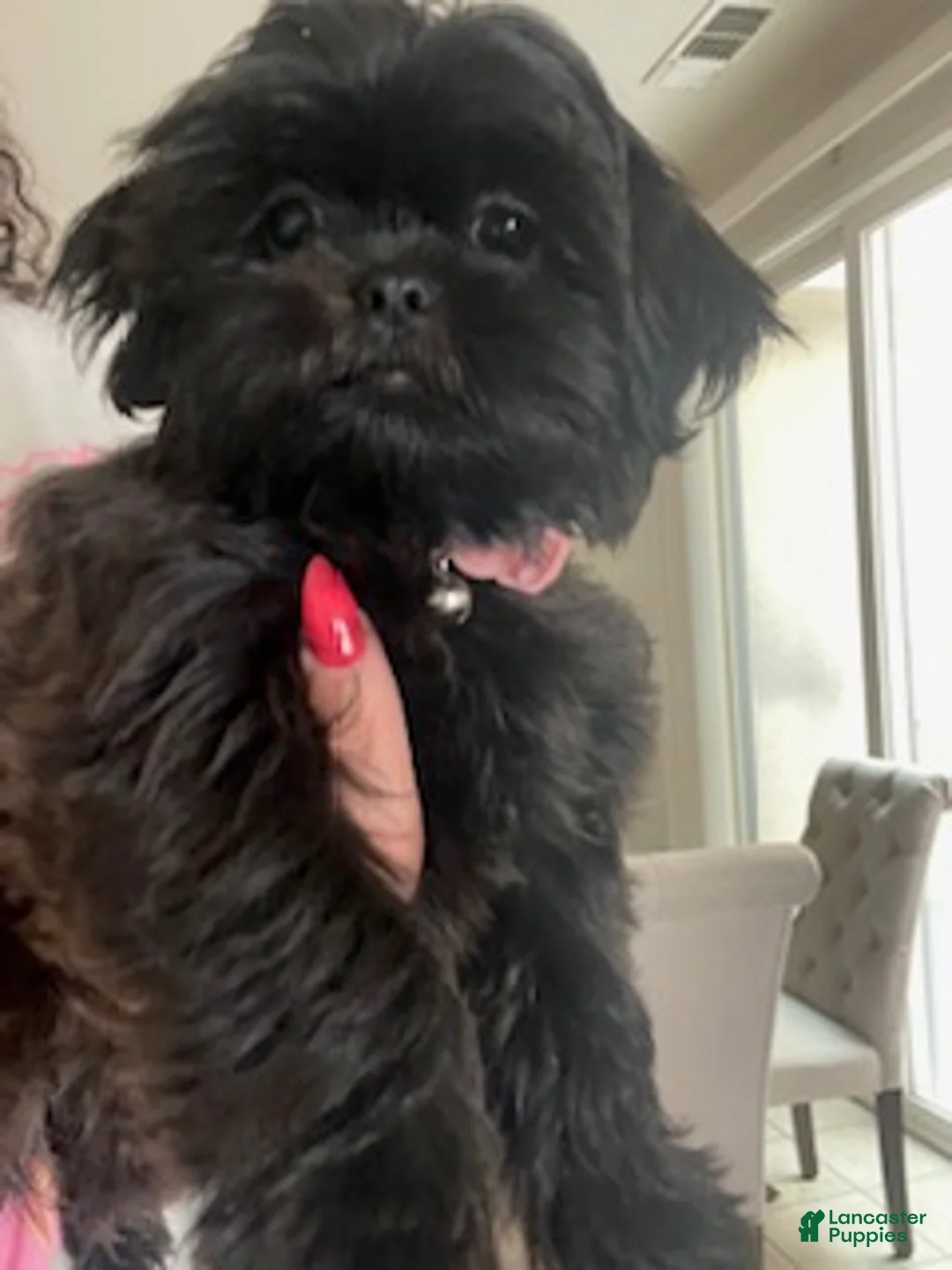 Shih Tzu dogs for sale: Shih Tzu Puppy 1 - Ad 1