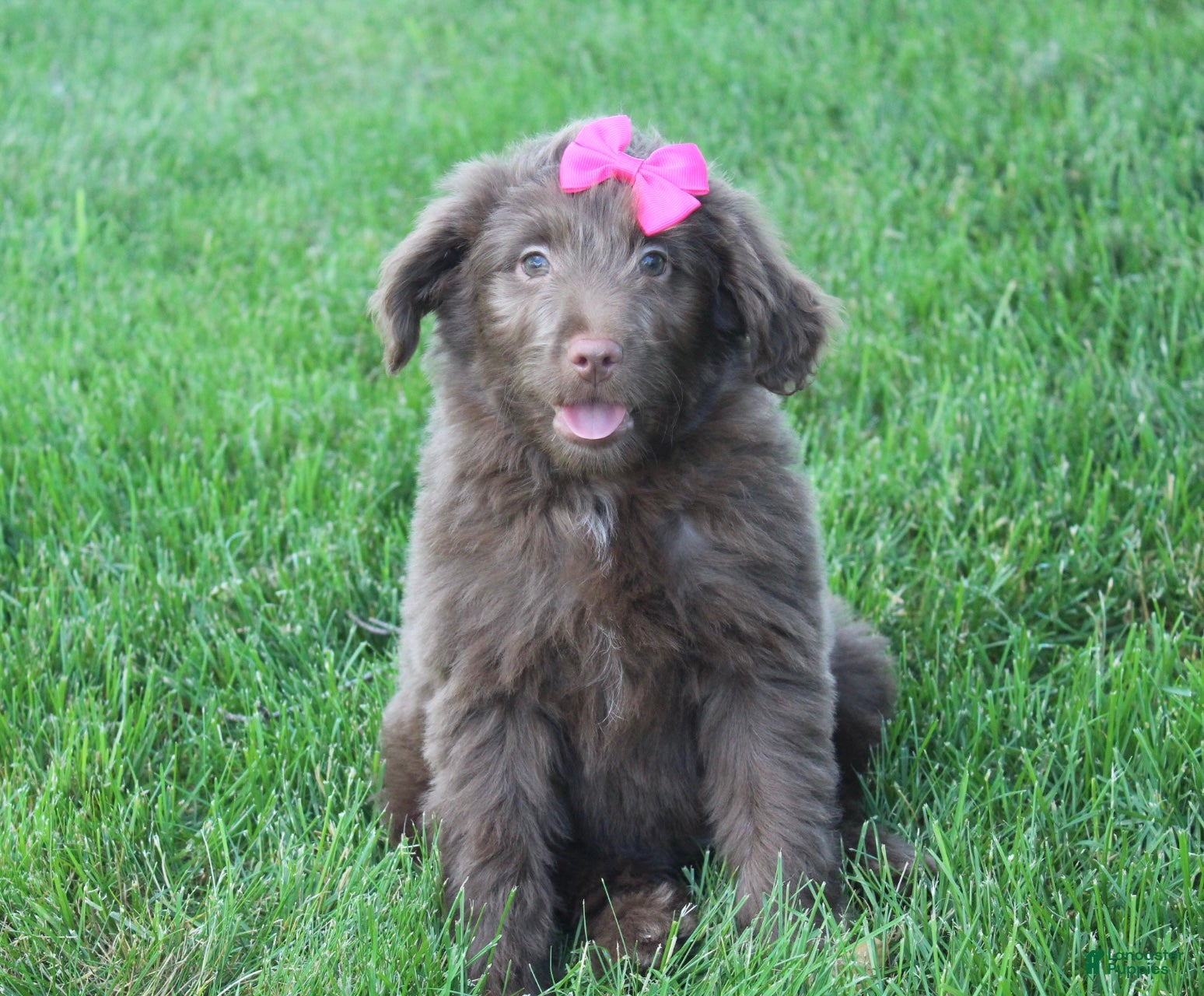 Mini Aussiedoodle dogs Cora - Ad 1