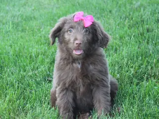 Mini Aussiedoodle dogs for sale: Cora - Ad 3