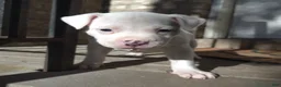 American Bully dogs for sale: "DOLLY PARTON" WHITE MERLE - Ad 10