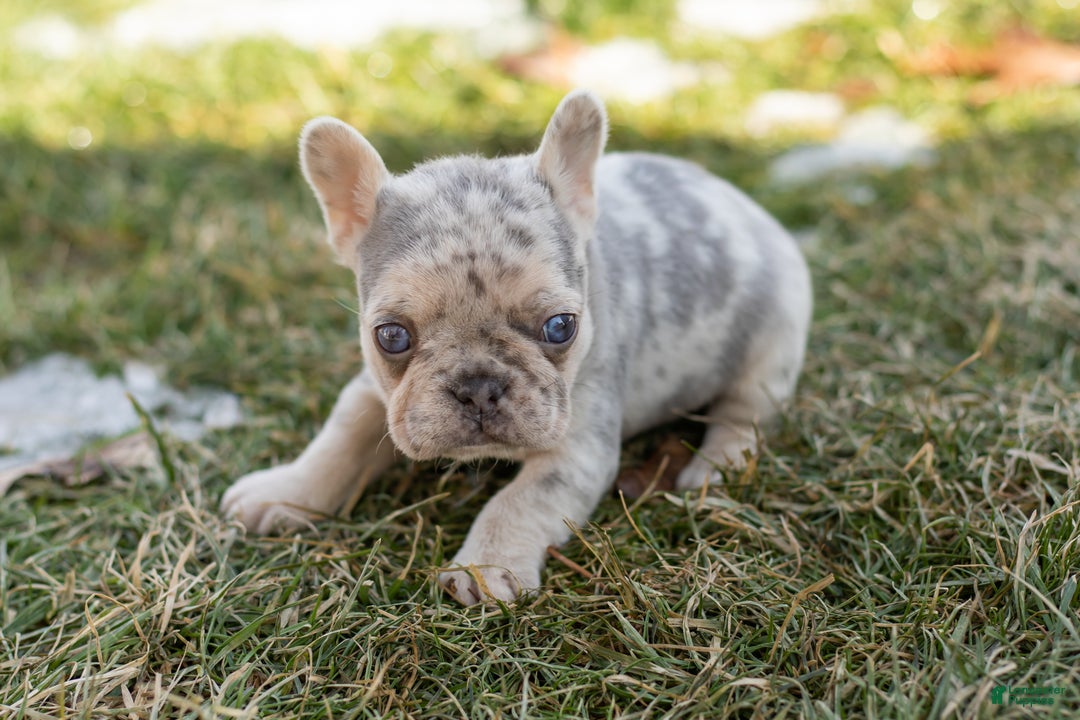 French Bulldog dogs for sale: Daisy  - Ad 5