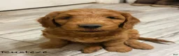 Mini Goldendoodle dogs for sale: Mini Goldendoodle 1 - Ad 4