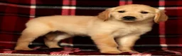 Golden Retriever dogs for sale: Mia - Ad 7