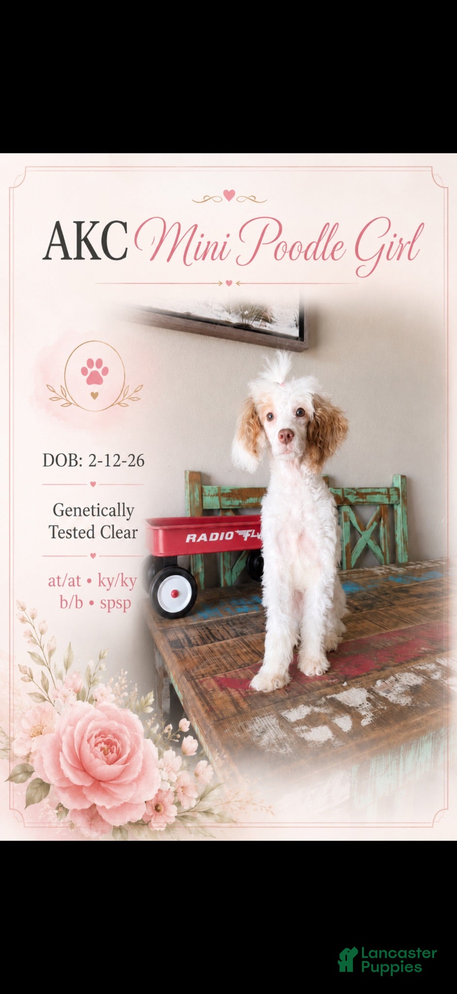 Miniature Poodle dogs Akc Clear 🧬 Tested Chocolate Phantom Parti 🩷 - Ad 10
