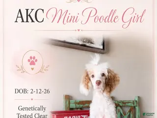 Miniature Poodle dogs Akc Clear 🧬 Tested Chocolate Phantom Parti 🩷 - Ad 10