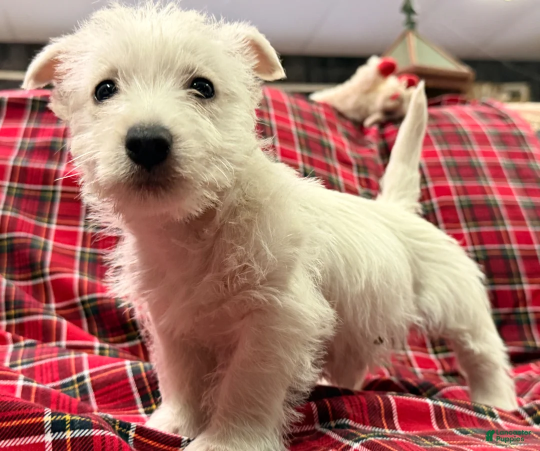 West Highland Terrier dogs for sale: Marcie - Ad 4