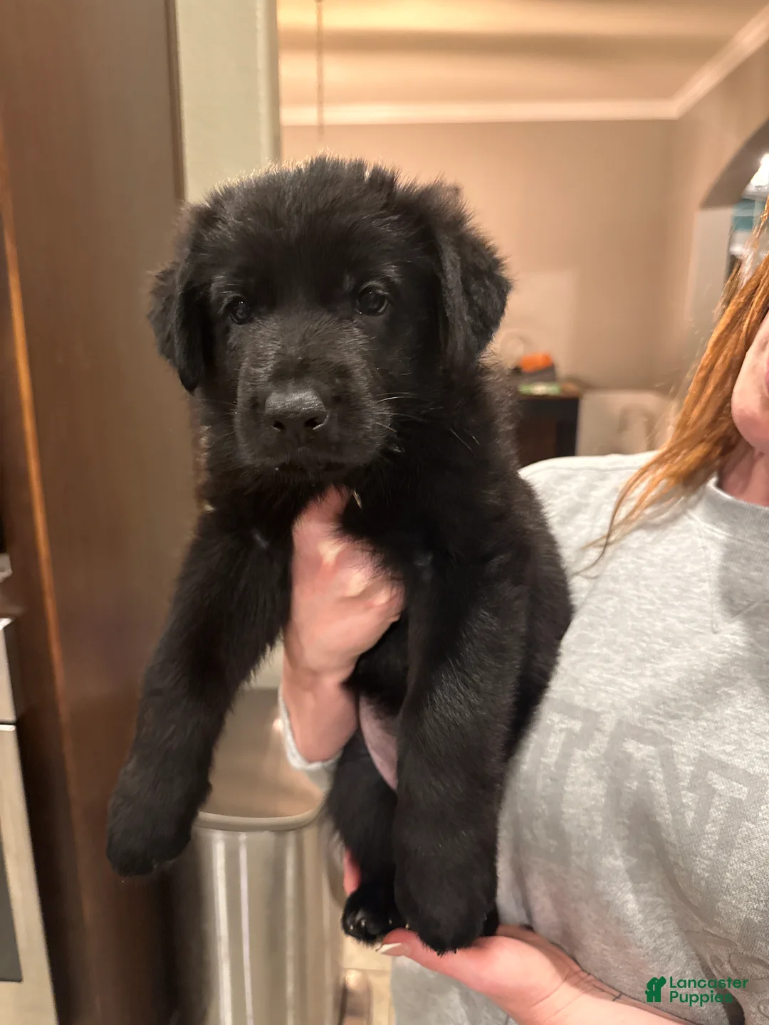 German Shepherd dogs for sale: German Shepherd Puppy 3: Dark Green  - Ad 1