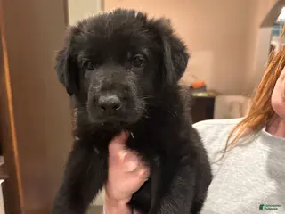 German Shepherd dogs German Shepherd Puppy 3: Dark Green - Ad 15