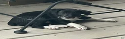 Rat Terrier dogs for sale: George - Ad 9