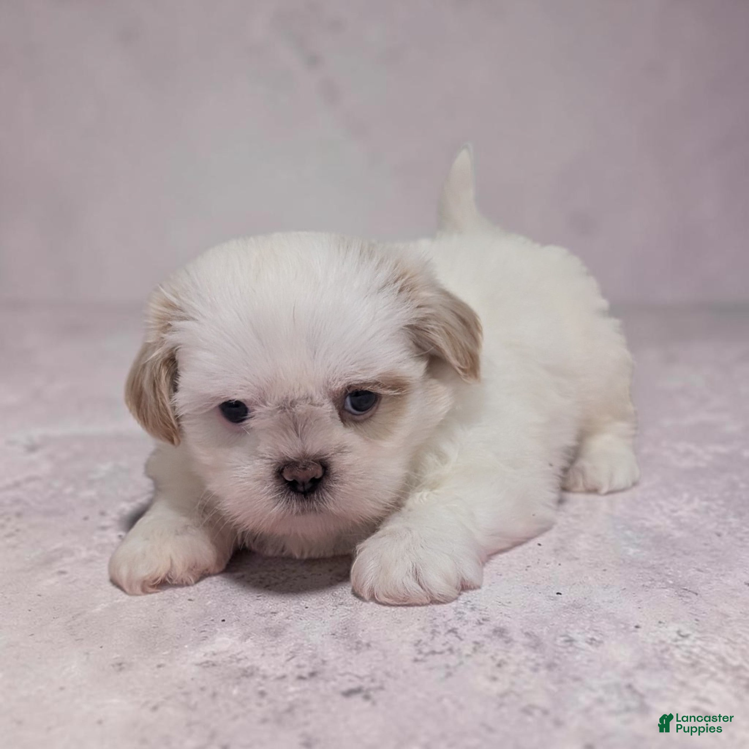 Shih Tzu dogs Daisy - Ad 2