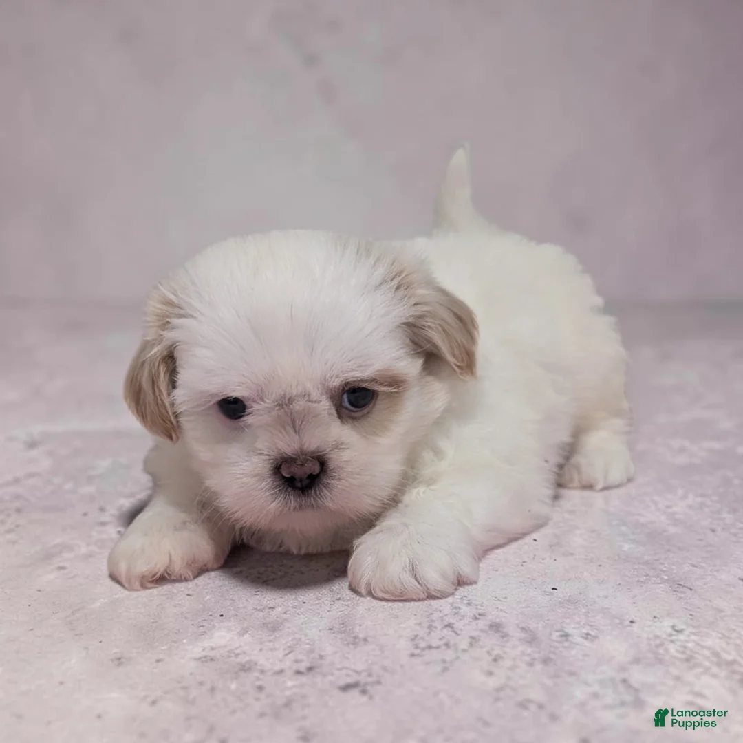 Shih Tzu dogs for sale: Daisy - Ad 2