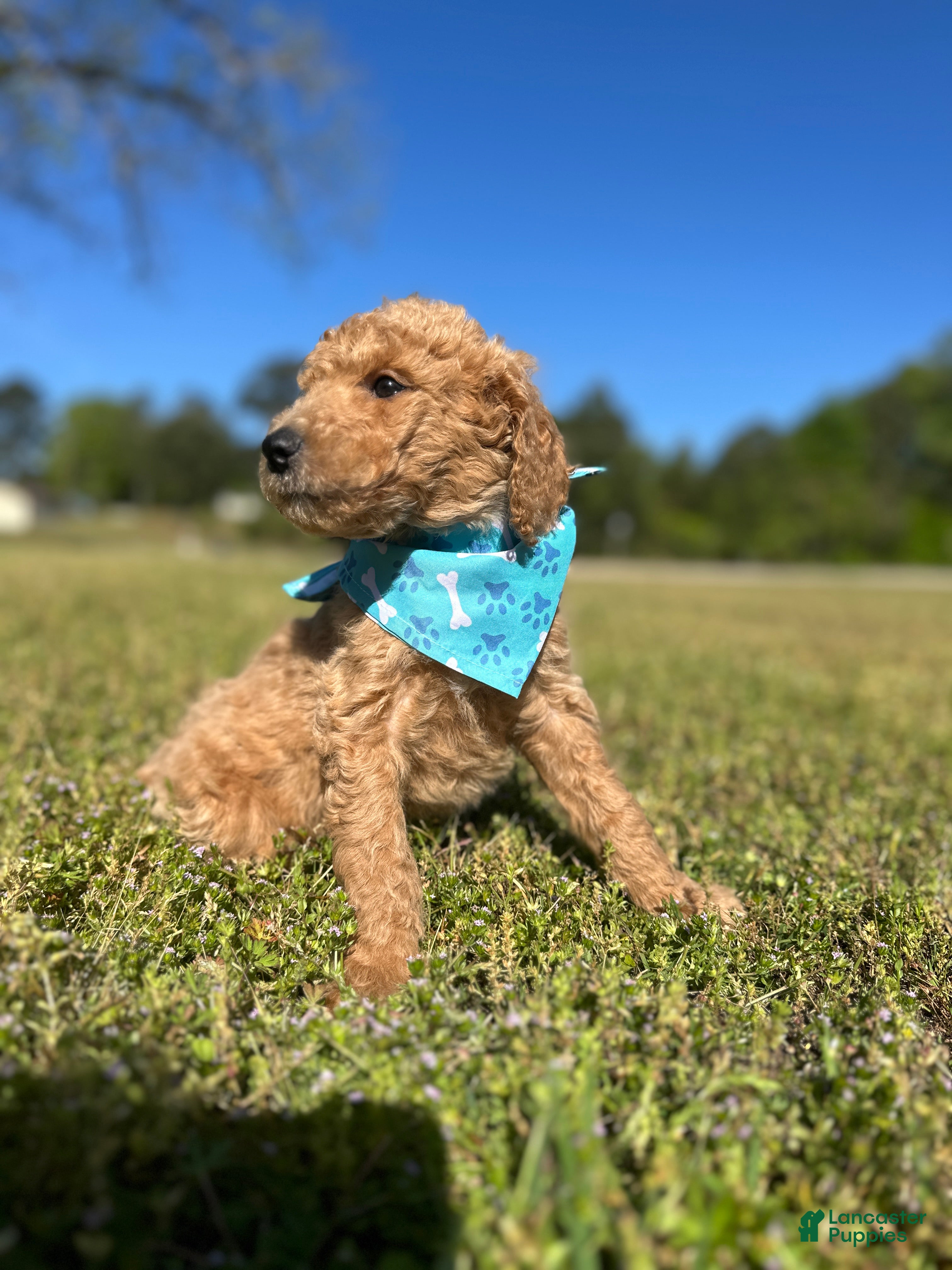 Goldendoodle dogs Goldendoodle Puppy 1 - BoBo Blue Collar - Ad 25