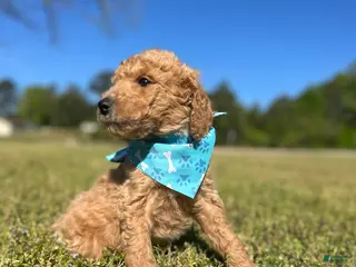 Goldendoodle dogs Goldendoodle Puppy 1 - BoBo Blue Collar - Ad 12