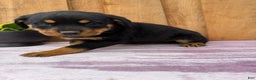 Rottweiler dogs for sale: Raven - Ad 4