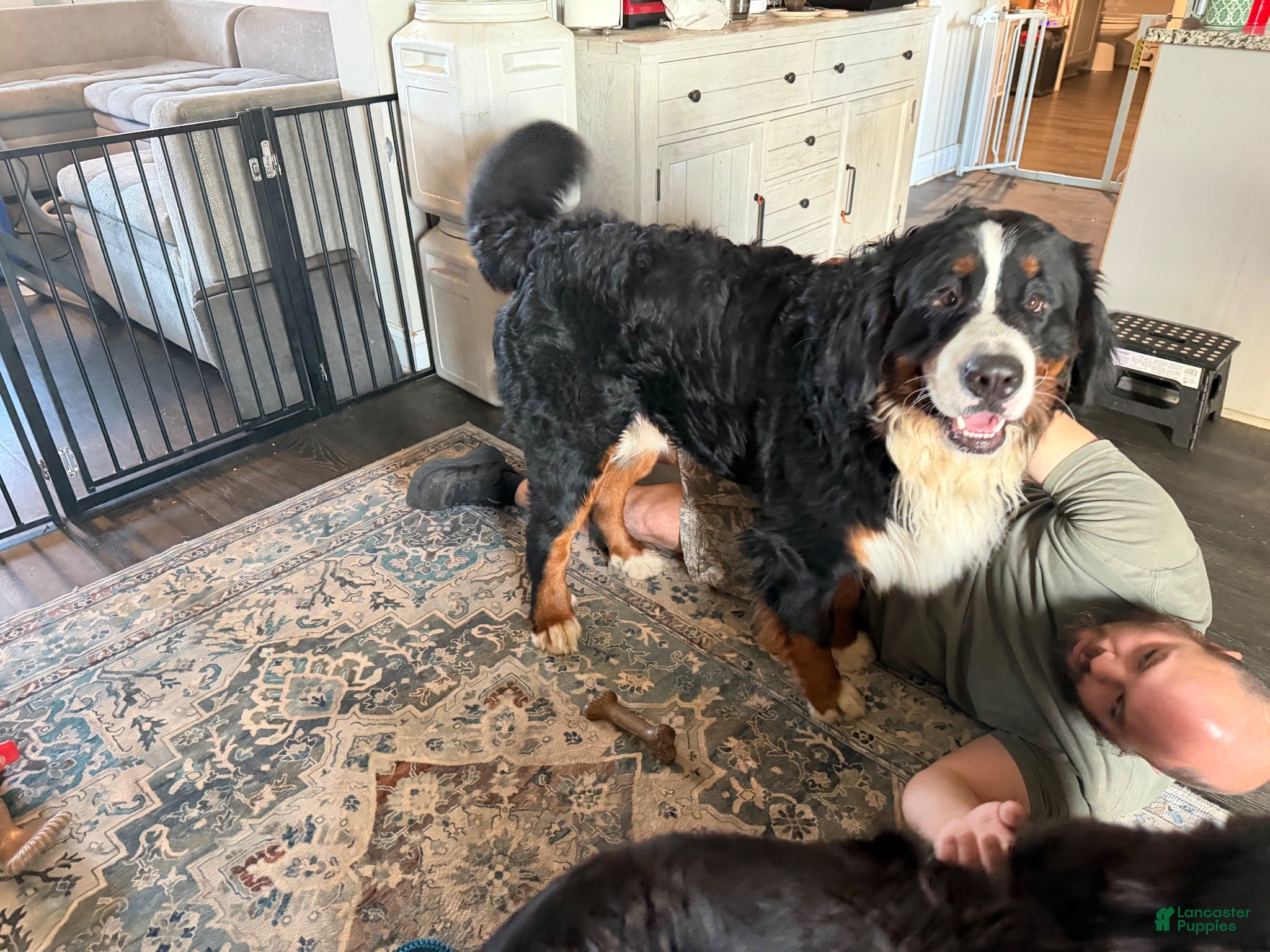 Bernese Mountain Dog dogs for stud: Atlas - Ad 3