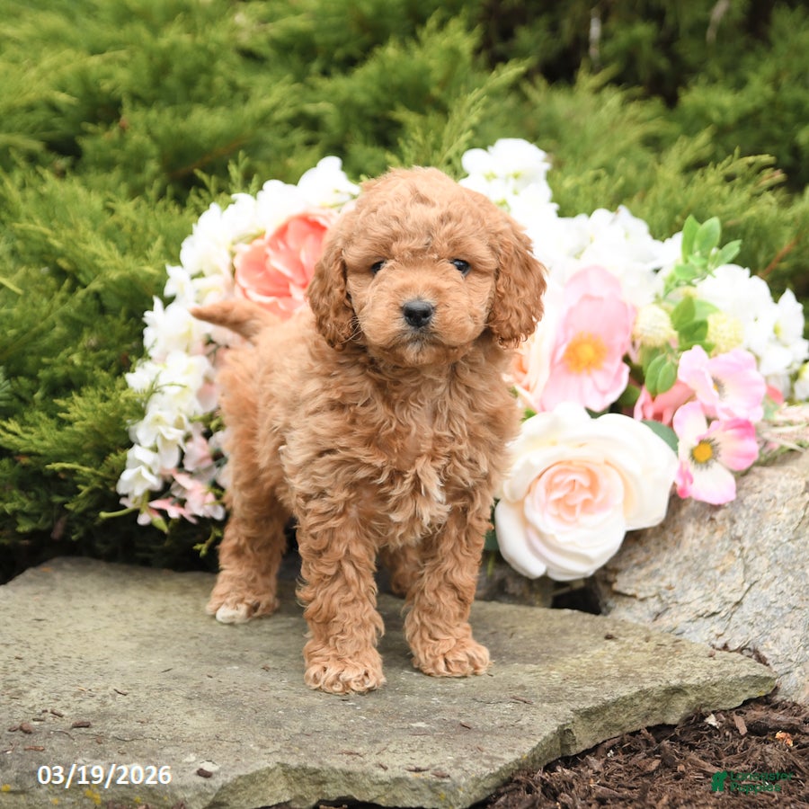 Mini Goldendoodle dogs Smores - Ad 1