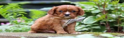 Cavalier King Charles Spaniel dogs for sale: Rusty - Ad 4