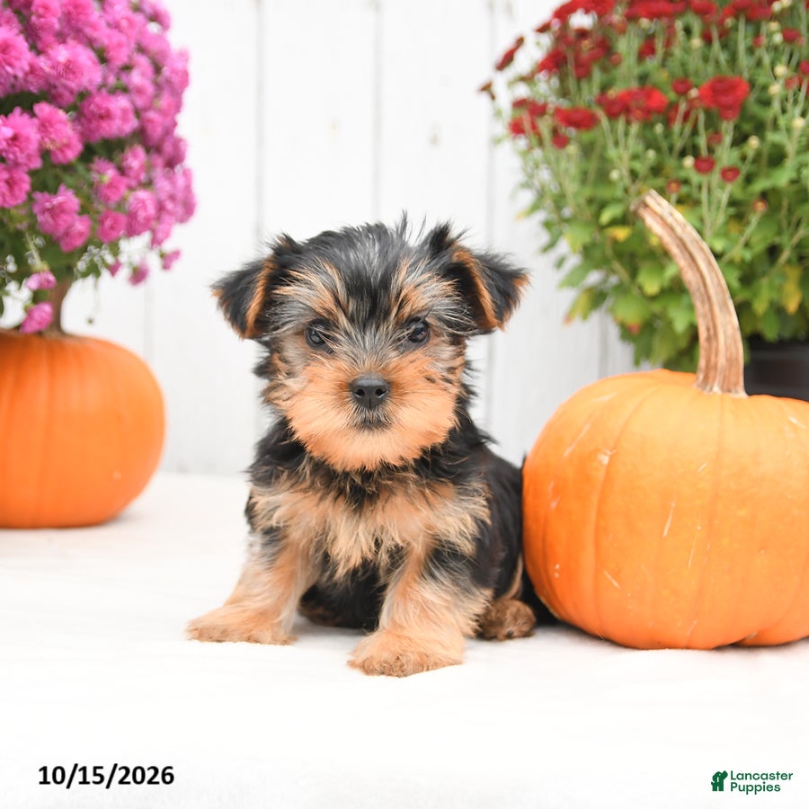 Yorkshire Terrier dogs for sale: Homer - Ad 1