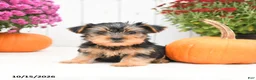 Yorkshire Terrier dogs for sale: Homer - Ad 1