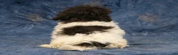 Havanese dogs for sale: Dexter - Ad 5
