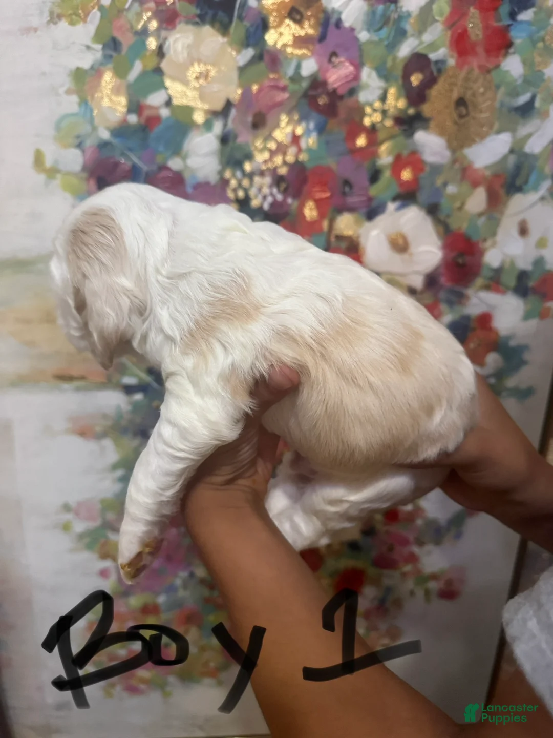 Cocker Spaniel dogs for sale: Cocker Spaniel 1 - Ad 2