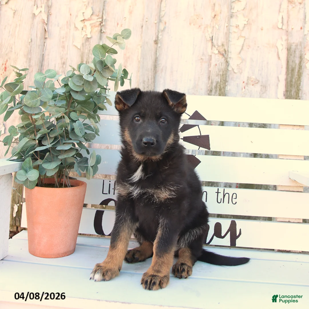 German Shepherd dogs for sale: Cora  - Ad 3