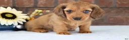 Dachshund dogs for sale: Sammy - Ad 3