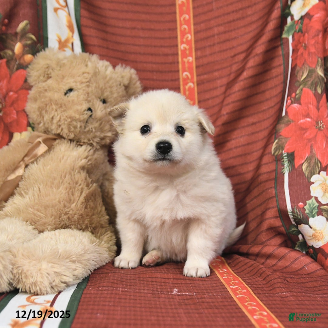 American Eskimo dogs for sale: Bubbles - Ad 1