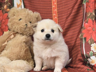 American Eskimo dogs Bubbles - Ad 5