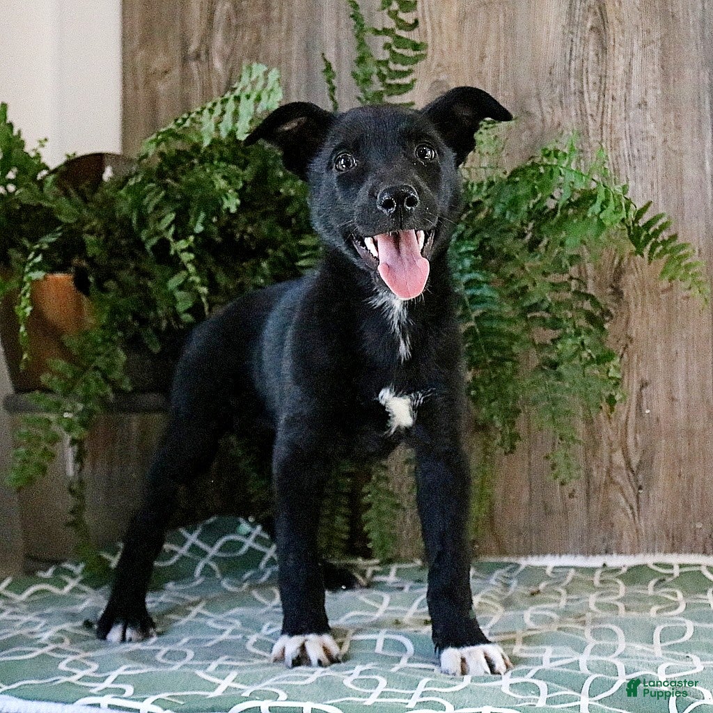 Mixed Breed dogs Alora - Ad 34