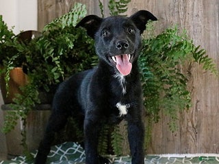 Mixed Breed dogs Alora - Ad 34