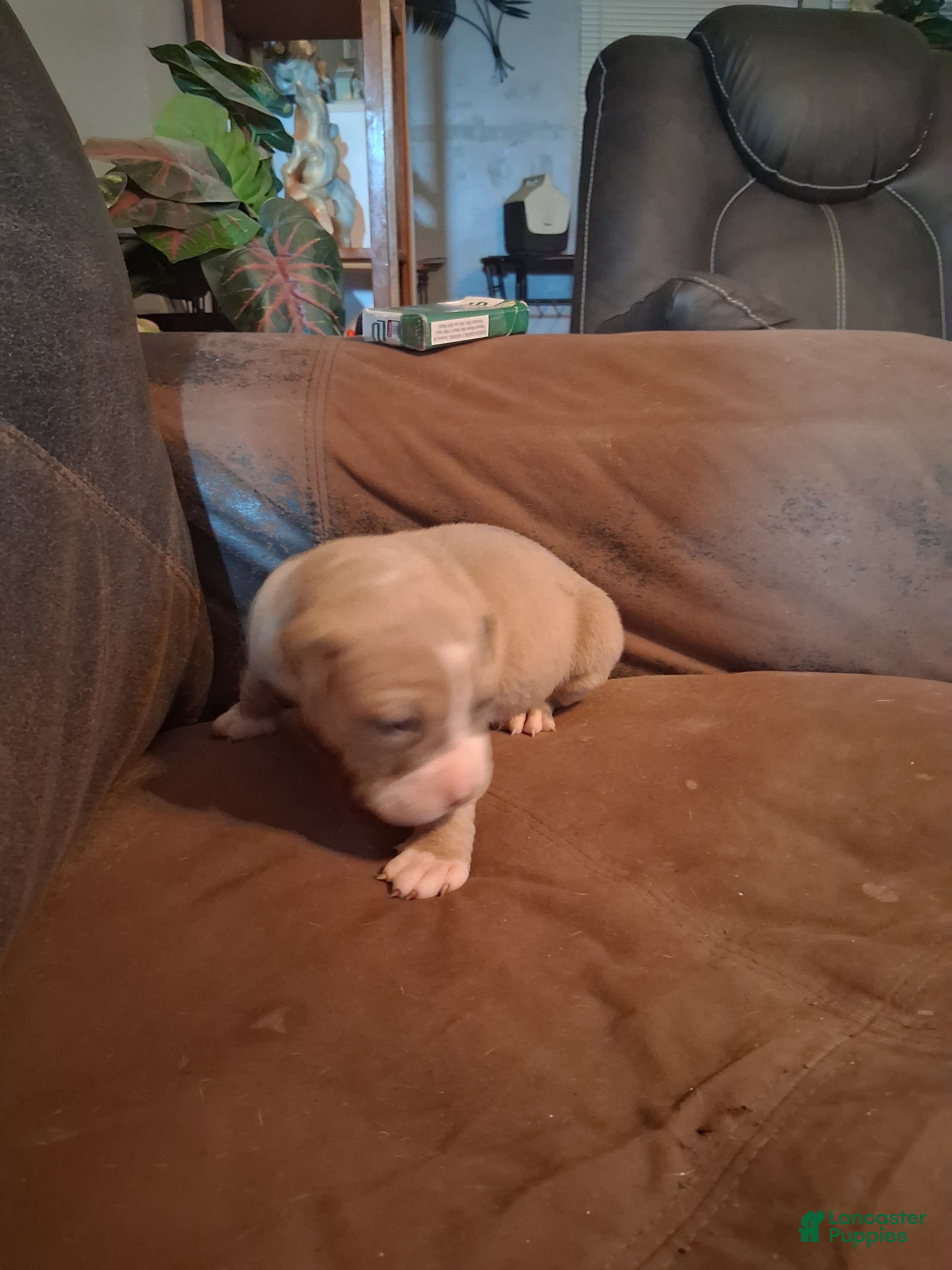 American Bully dogs Shetra - Ad 9