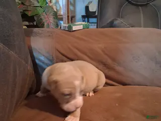 American Bully dogs Shetra - Ad 7