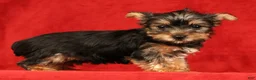 Yorkshire Terrier dogs for sale: Hershey - Ad 6