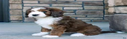 Bernedoodle dogs for sale: Max  - Ad 3