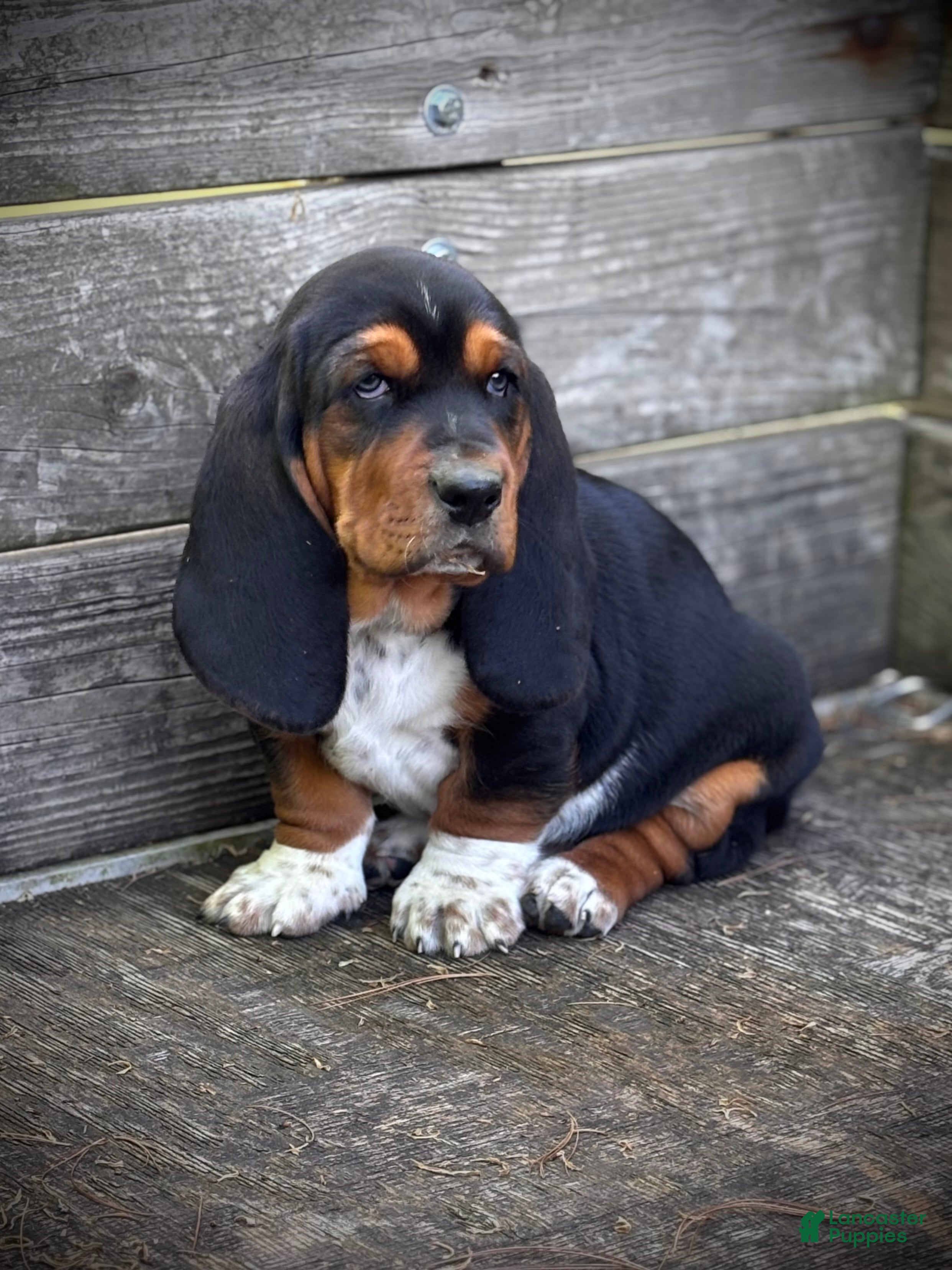 Basset Hound dogs Ricky - Ad 24