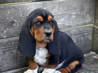 Basset Hound dogs Ricky - Ad 24